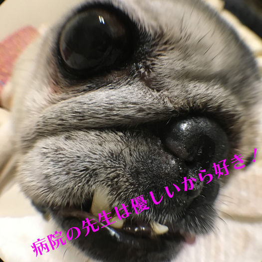 老犬パグ・梅さん