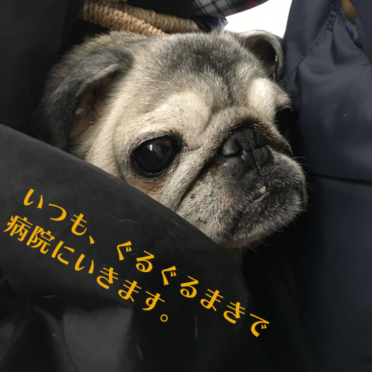 ぐるぐる巻の老犬パグ