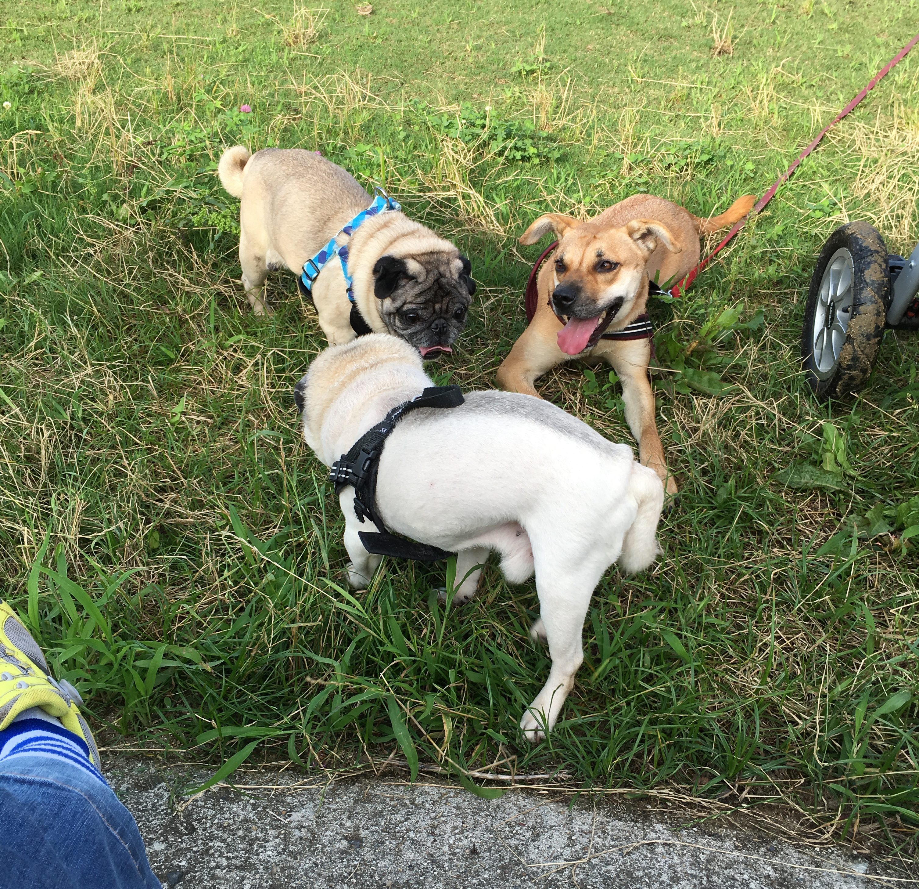 老犬と生活する我が家の現状