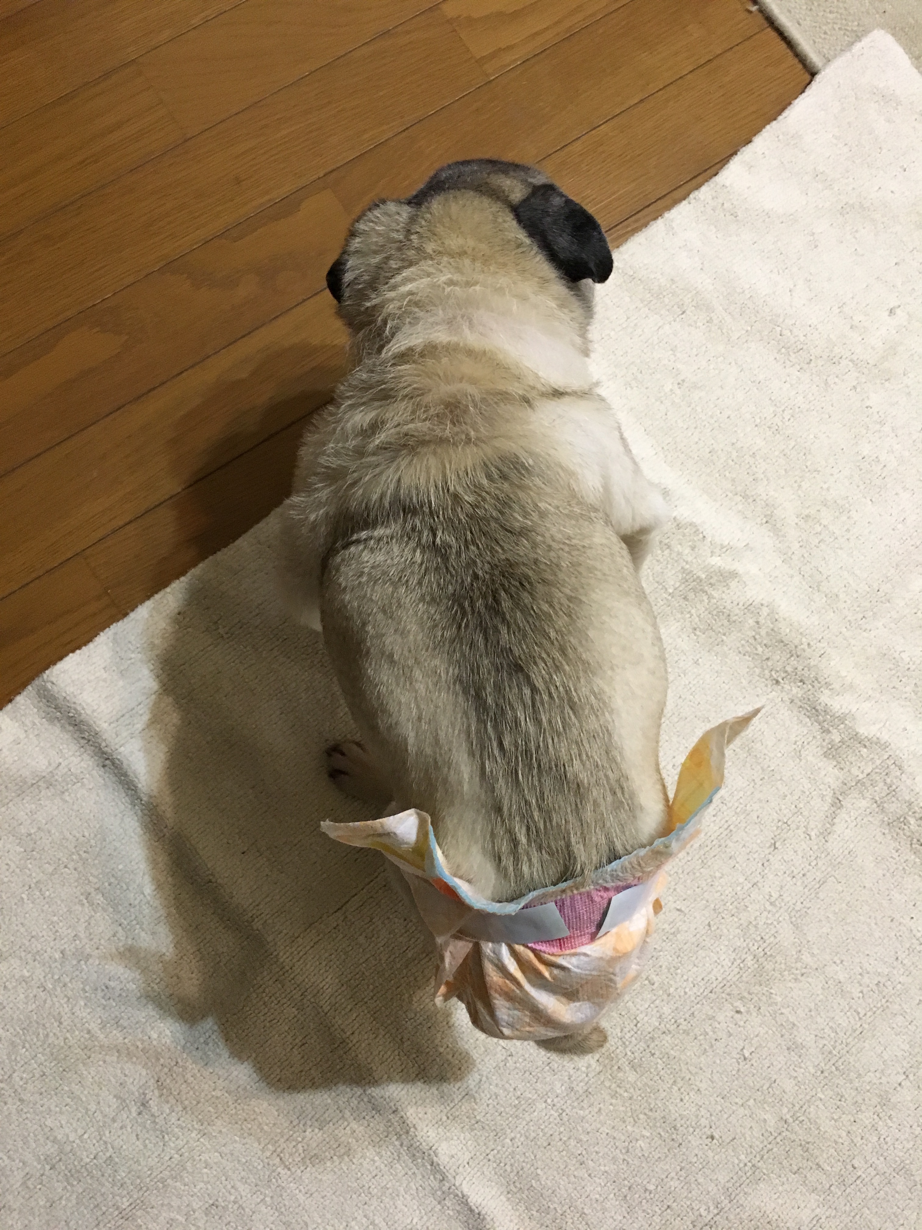 老犬介護　徘徊介助が必要！？とうとう梅さんが回り出した！