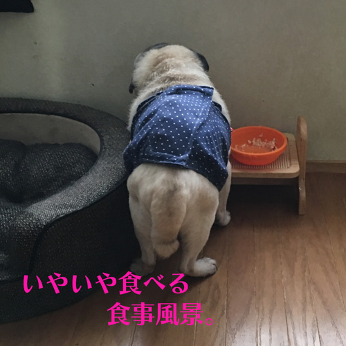 老犬パグ、梅さんの食事風景