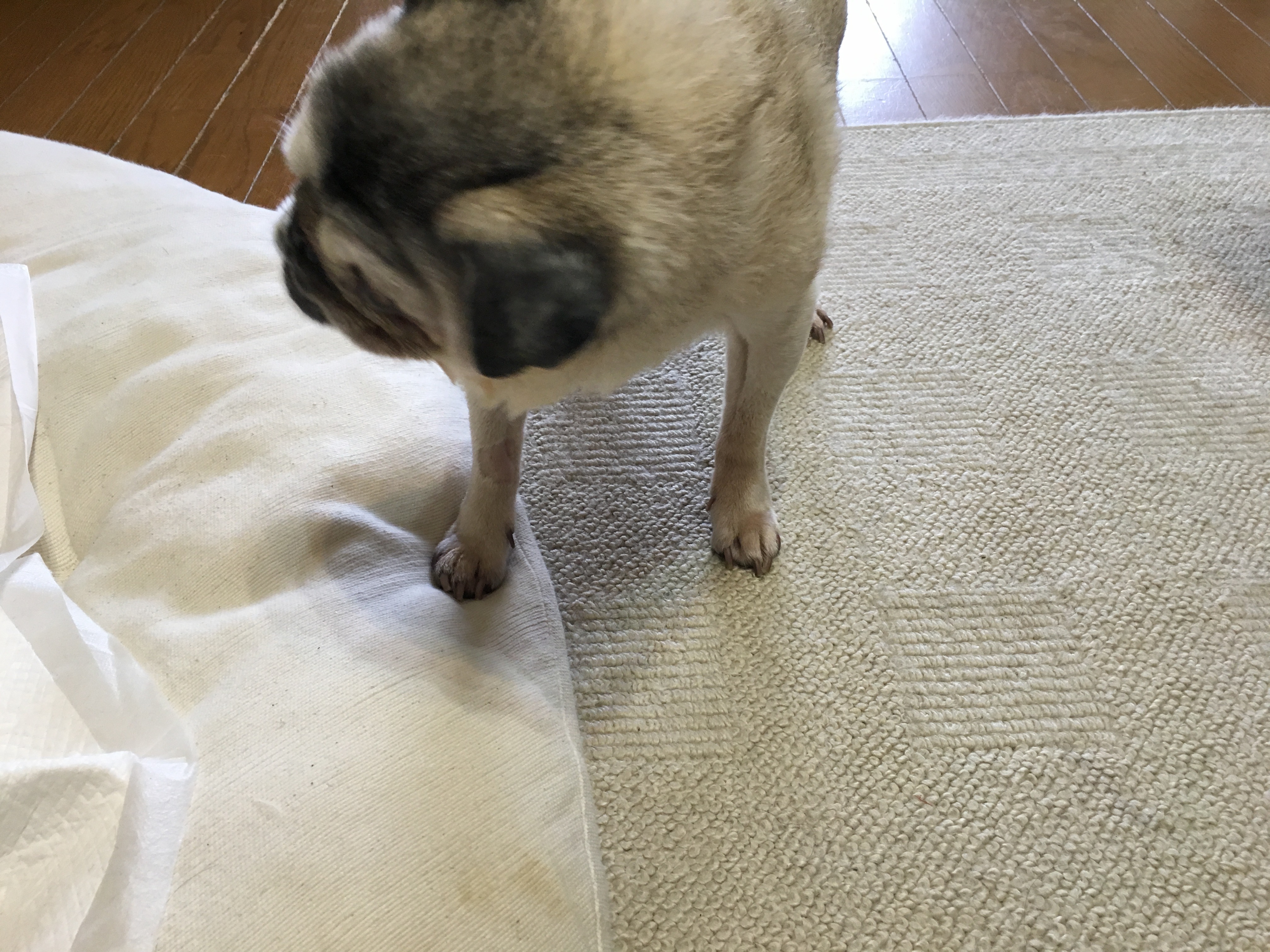 老犬パグ・梅さんの現状　少し元気になりました