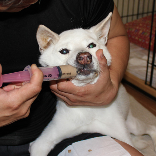 老犬介護と流動食、玉さんの食事風景