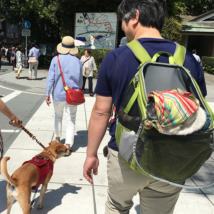 老犬と旅行