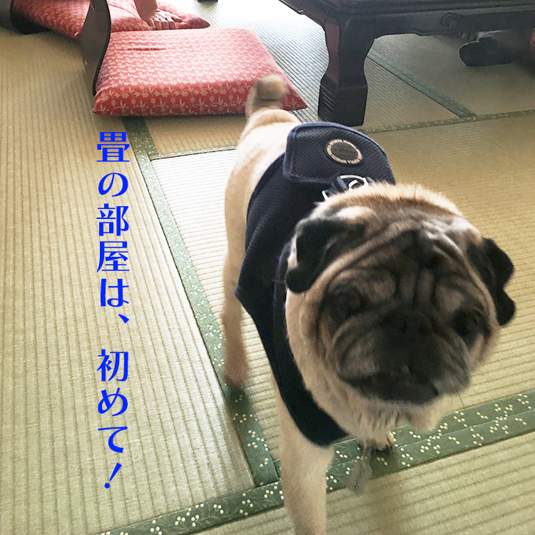 老犬には畳の部屋が足腰に優しい。